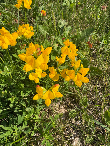 bird's-foot trefoil