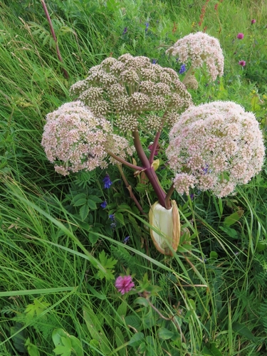 Garden angelica