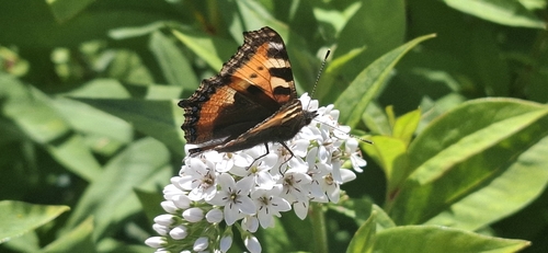 Small Tortoiseshell