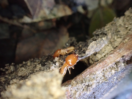 Macrotermes malaccensis