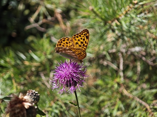 Silver-washed Fritillary