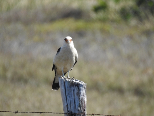 Yellow-headed Caracara