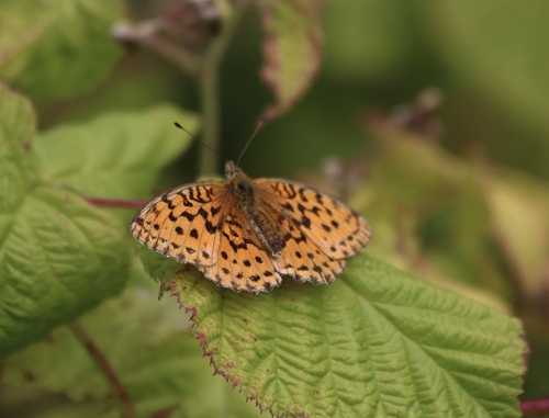 Marbled Fritillary