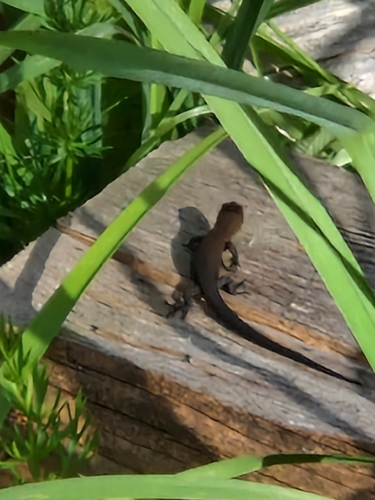 Viviparous Lizard