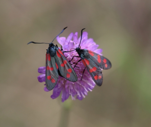 Six-spot Burnet
