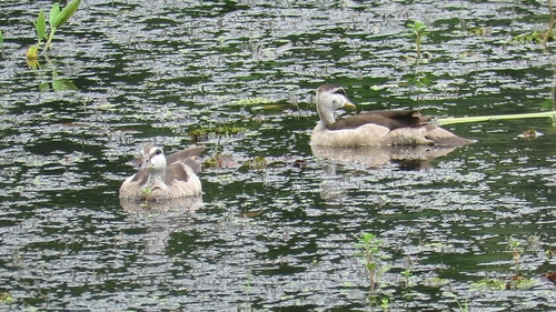 Cotton Pygmy-Goose