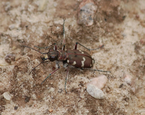 Northern Dune Tiger Beetle