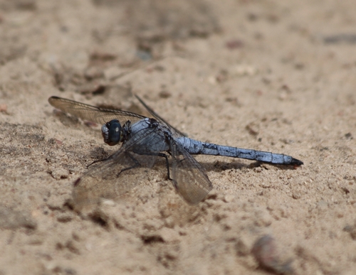 Southern Skimmer