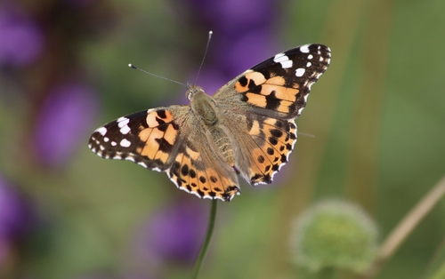 Painted Lady