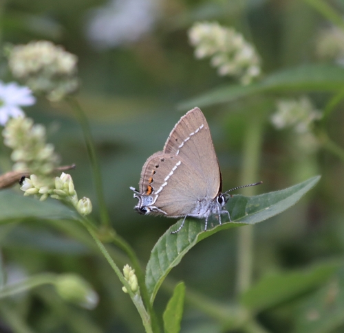 Blue-spot Hairstreak