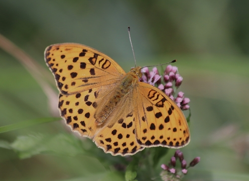 Pallas's Fritillary
