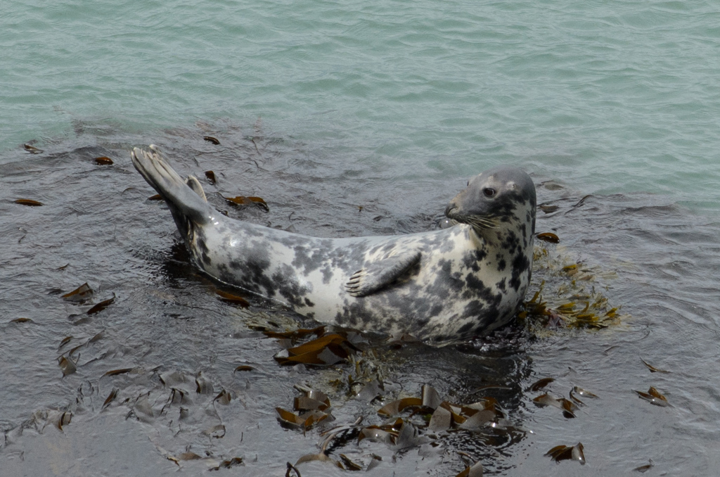 Atlantic Grey Seal