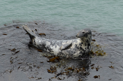 Atlantic Grey Seal