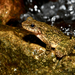 White-spined Cascade Frog - Photo (c) HUANG QIN, all rights reserved, uploaded by HUANG QIN