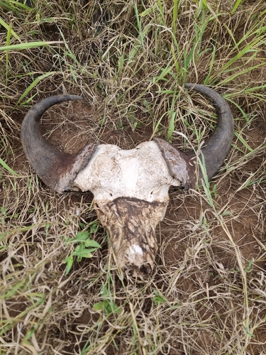Cape Buffalo