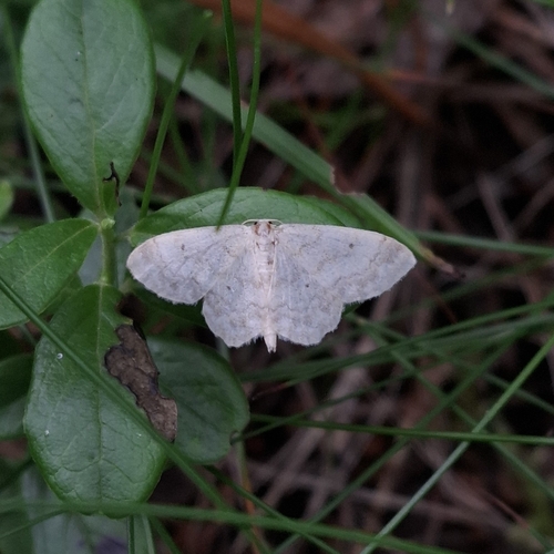 Small Fan-footed Wave