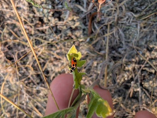 Parenthesis Lady Beetle