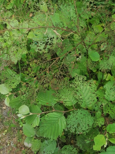 Plagiosterna aenea
