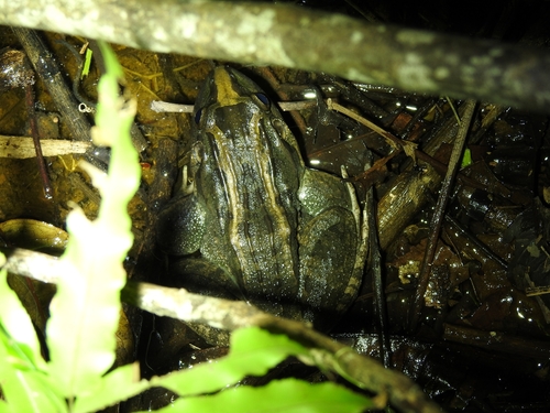 Miranda's White-lipped Frog