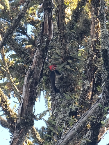 Lineated Woodpecker