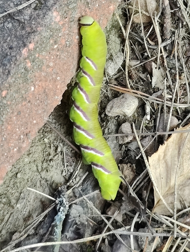 Privet Hawkmoth