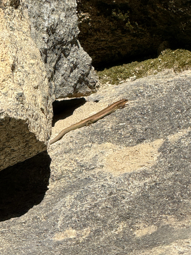 iNaturalist observation photo of Gilbert's Skink