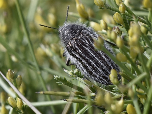 Subspecies Julodis pubescens pubescens · iNaturalist