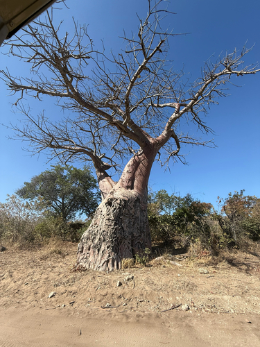 African baobab