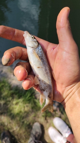 Common Barbel