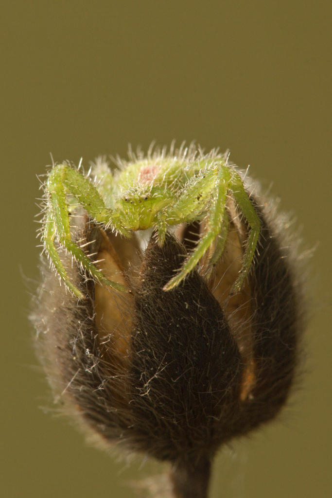 Heriaeus from Castiglione della Pescaia, Tuscany, Italy on April 17
