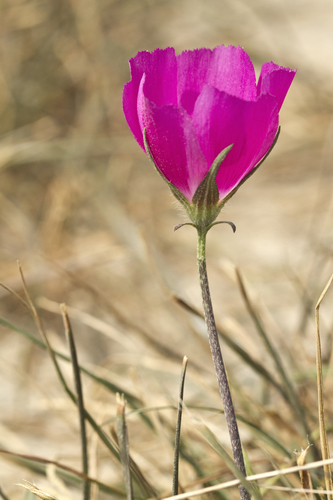 winecup mallow