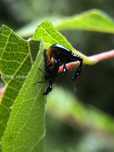 Cycnotrachelodes formosanus