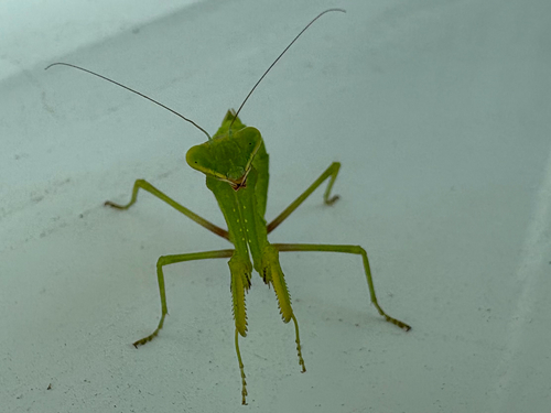 Transcaucasian Giant Mantis