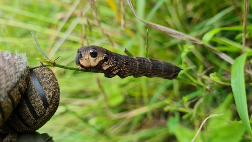 Elephant Hawkmoth
