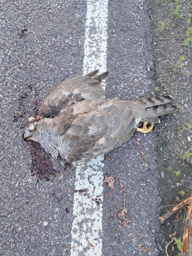 Eurasian Goshawk