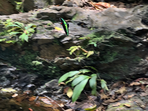 Rajah Brooke's Birdwing