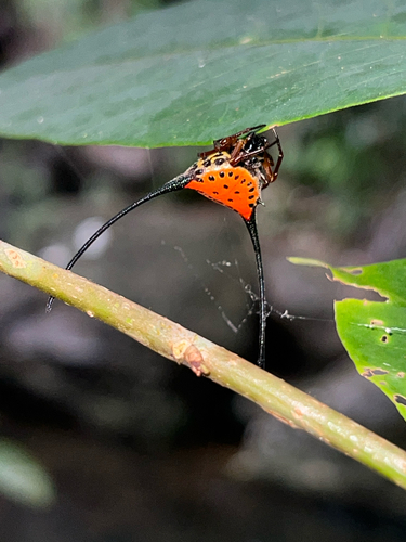 Long-horned Orbweaver