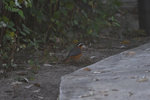 White-browed Robin-Chat