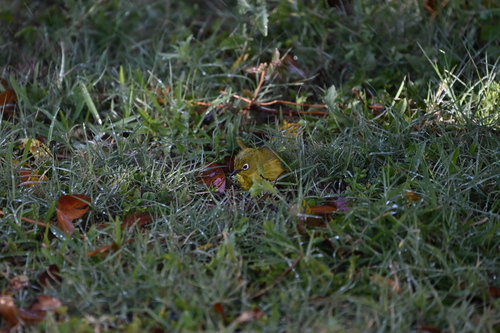 Southern Yellow White-eye