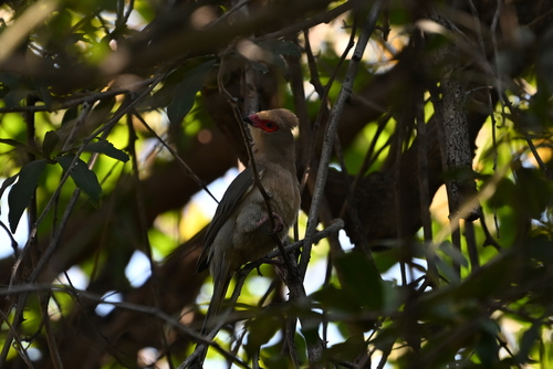 Red-faced Mousebird