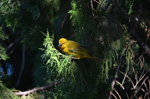 Holub's Golden-Weaver