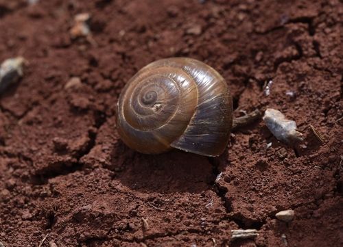 Zonites parnonensis · iNaturalist