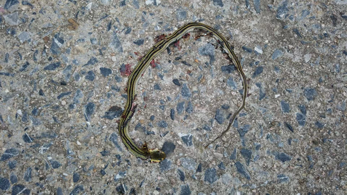 Big-Eyed Ratsnake