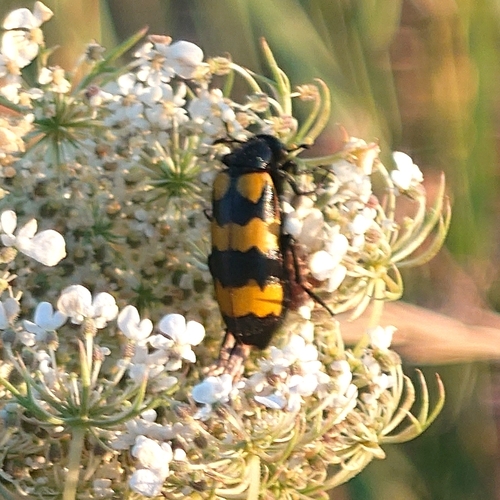 Mylabris variabilis