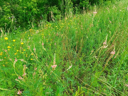 Sainfoin