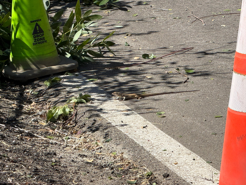 iNaturalist observation photo of Western Whiptail