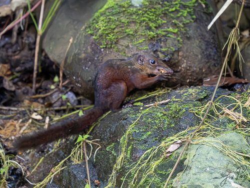 Large Treeshrew