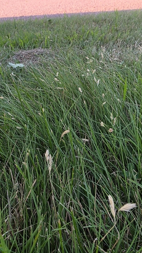 buffalograss