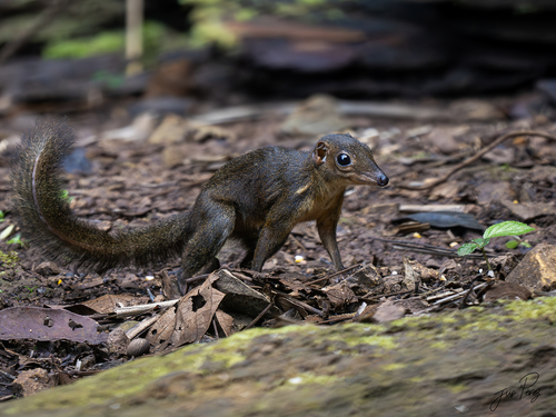 Long-footed Treeshrew
