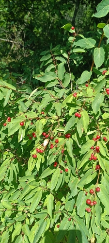 Tatarian honeysuckle